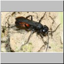 Anoplius infuscatus - Weswespe w007b 11mm - OS-Hollage-Lehmgrube-det.jpg